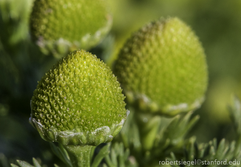 pineappleweed